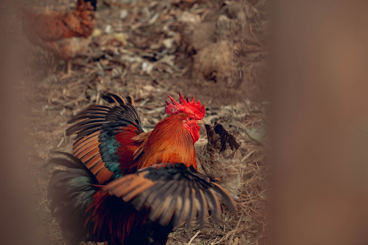 How to Create a Sustainable Backyard Chicken Coop